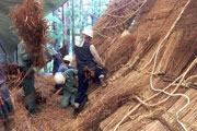 岩瀬家の茅葺屋根の修理作業