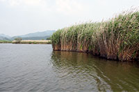 西の湖のヨシ原