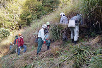 斜面で茅（カリヤス）を刈り、束ねて運搬